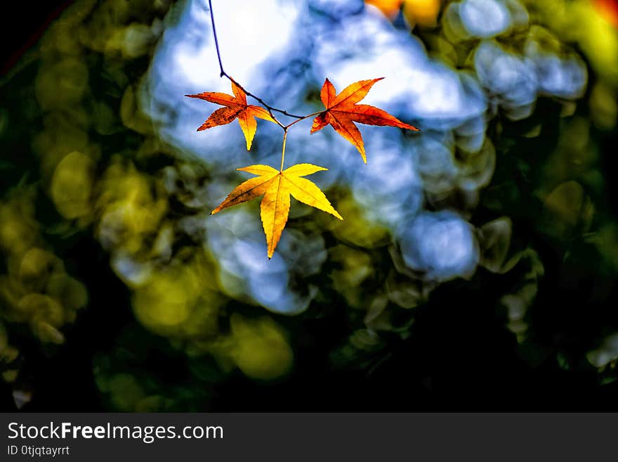 Colourful maple tree leaves in fall in  backlight