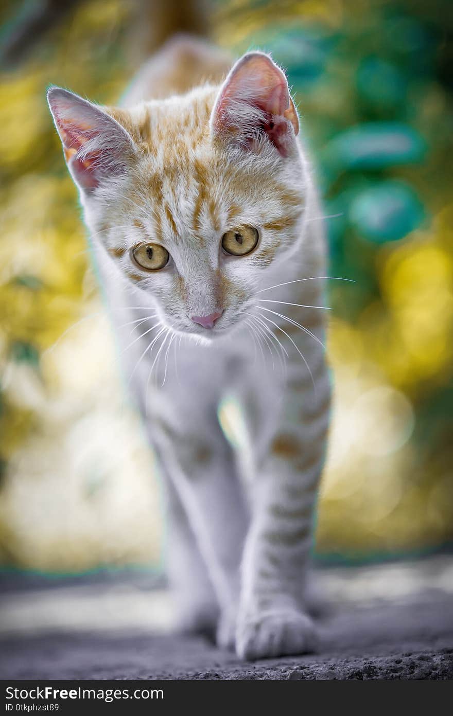Sweet ginger red striped kitten with yellow beautiful eyes and nature bokeh behind, blurred. Sweet ginger red striped kitten with yellow beautiful eyes and nature bokeh behind, blurred
