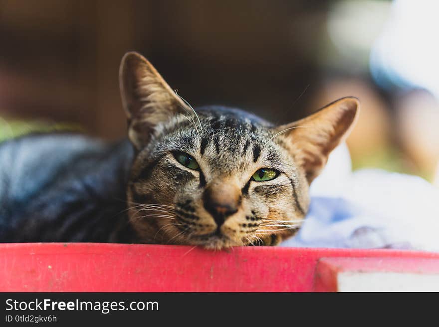 Closeup grey stripped mixed-breed cat sleeping, Asian domestic cat sleeping