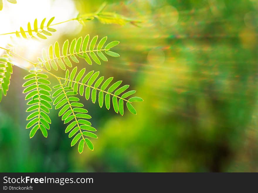 Green leaf with sun ray on bokeh nature blurred background