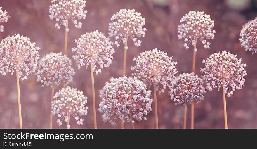 Close-up image of the summer flowering white bulbs of Allium stipitatum. An ornamental bulbous perennial plant - stock photo. Banner. Long format