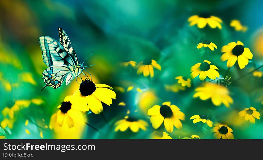 Summer abstract magic natural background. Butterfly and yellow flowers against a beautiful aquamarine and blue bokeh. Wide format.