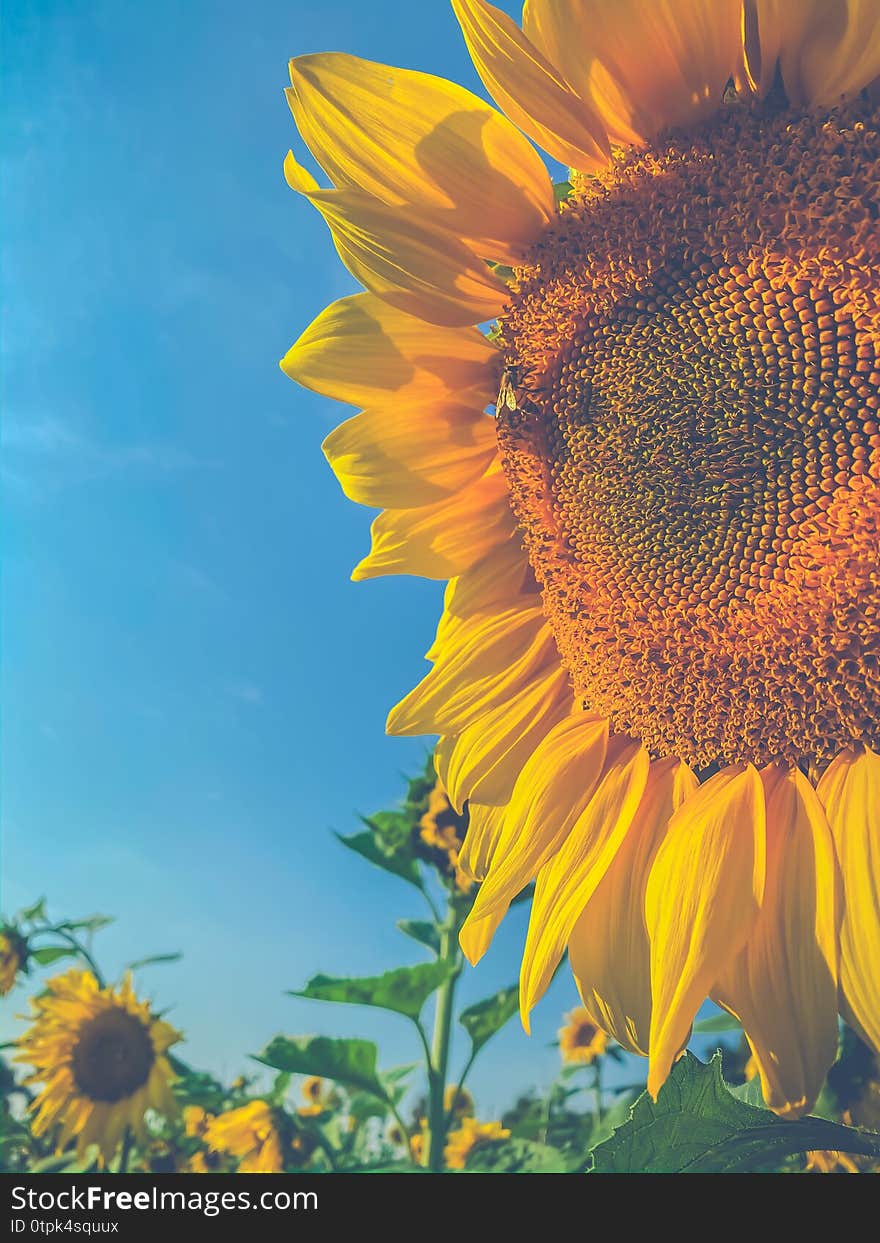 Close up Sun flowers scene over blue sky