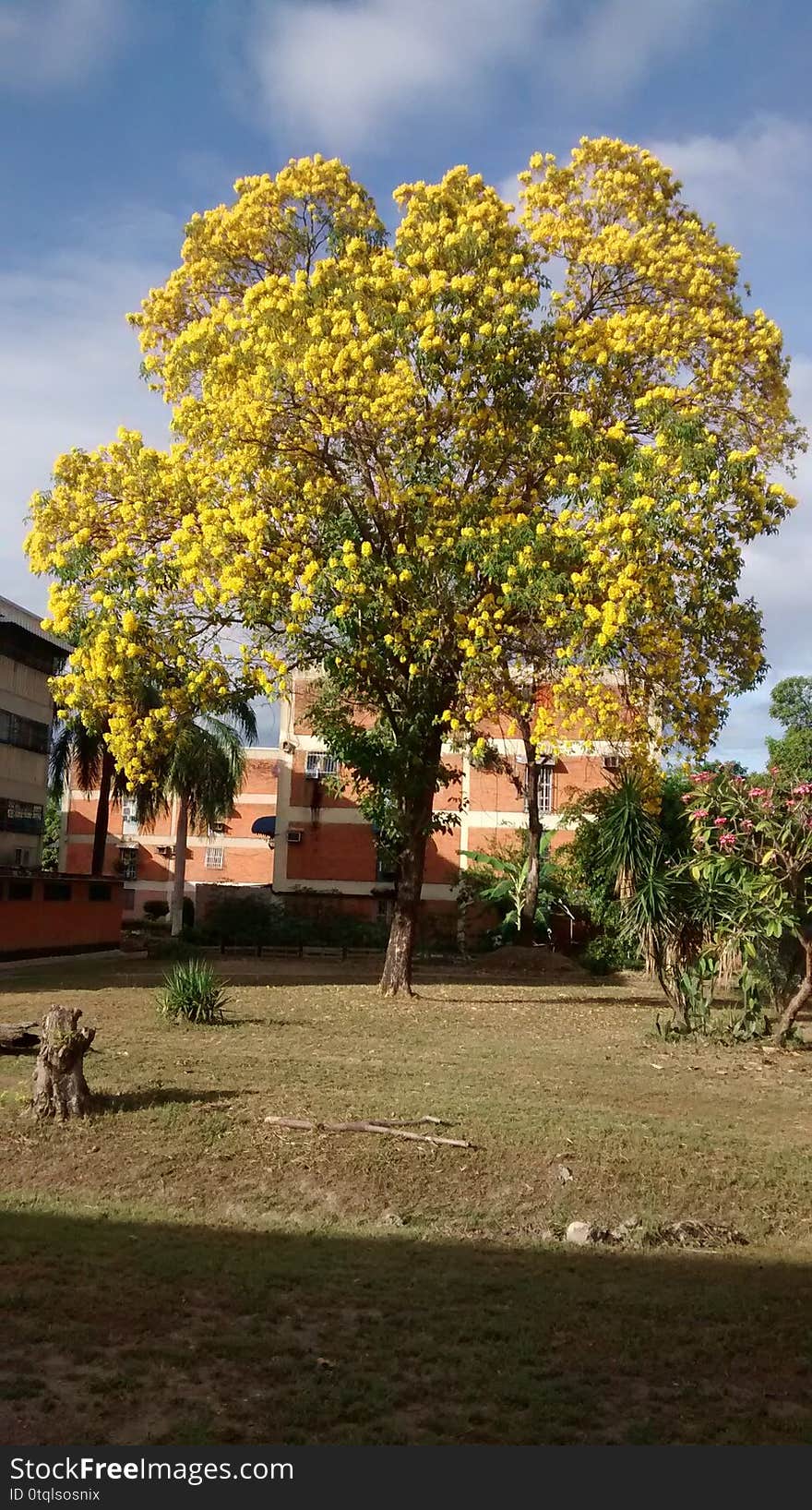 TYPICAL TREE OF VENEZUELA ARAGUANEY WITH YELLOW FLOWERS INSIDE URBANIZATION OR FLOORED URBAN AREA PLANT