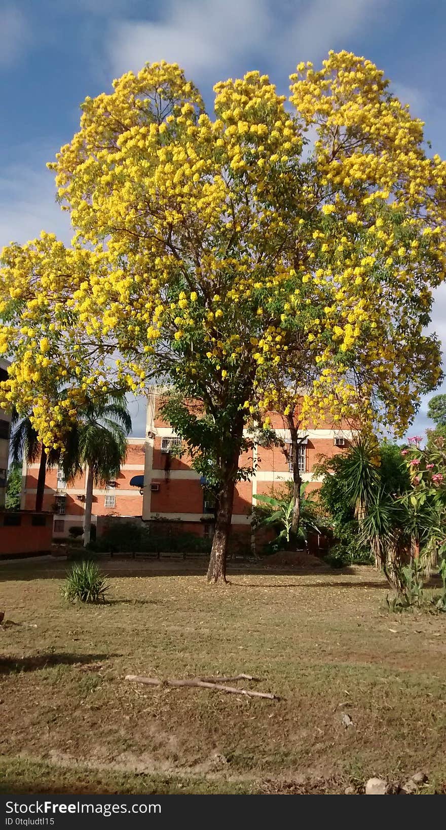 TYPICAL TREE OF VENEZUELA ARAGUANEY WITH YELLOW FLOWERS WITHIN URBANIZATION OR FLOWERED URBAN AREA PLANT IN SPRING SEASON WITH BIG BRANCHES OR TRUNK. TYPICAL TREE OF VENEZUELA ARAGUANEY WITH YELLOW FLOWERS WITHIN URBANIZATION OR FLOWERED URBAN AREA PLANT IN SPRING SEASON WITH BIG BRANCHES OR TRUNK