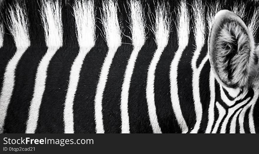 Background which the structure of hide of zebra is represented on