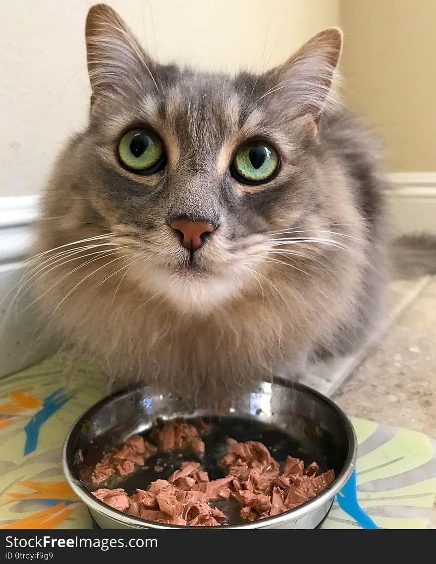 Maine Coon Dinner Time