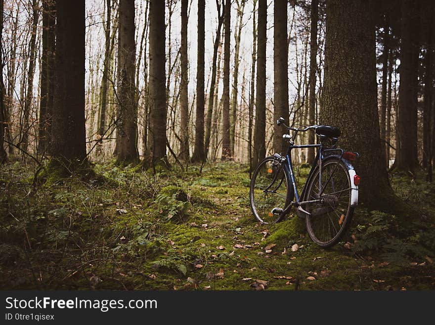 Old bike leaning against a tree down in the woods. Old bike leaning against a tree down in the woods
