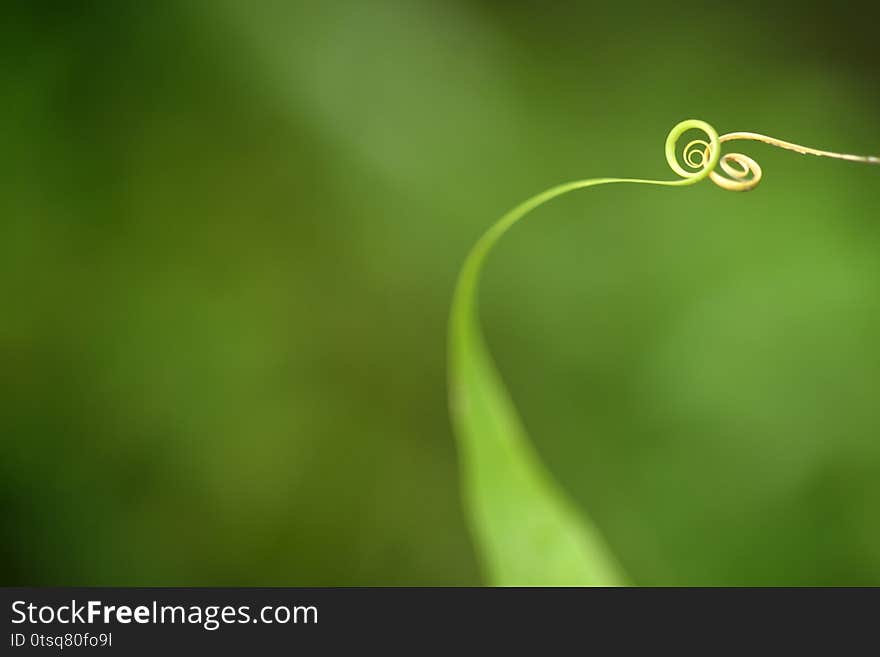 Close up of  spiral green leaf