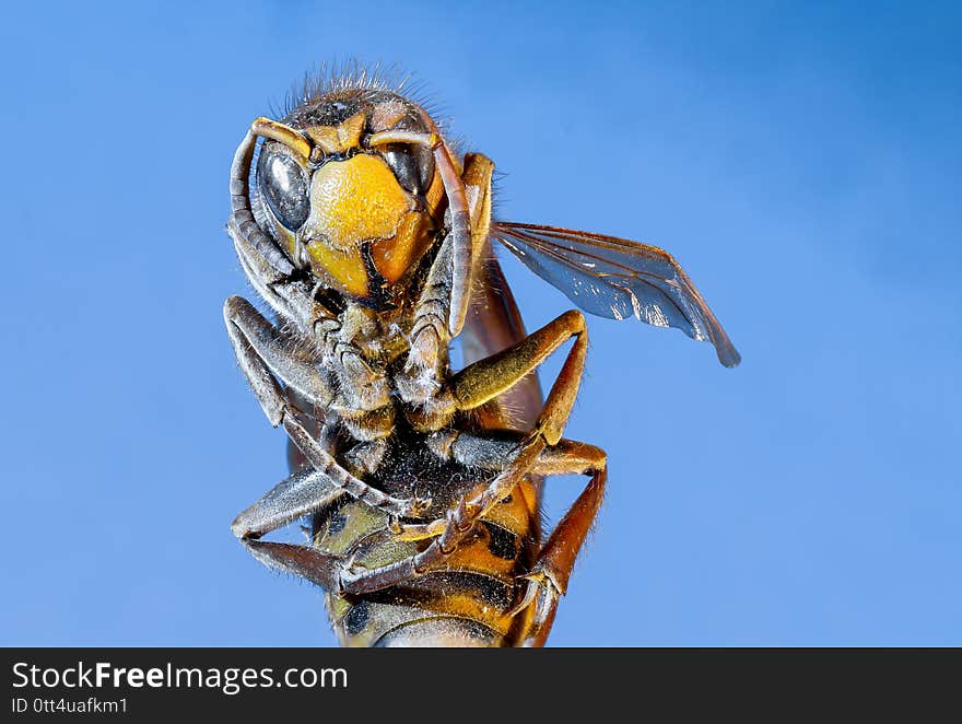 Close up macro image of bee on blue background.