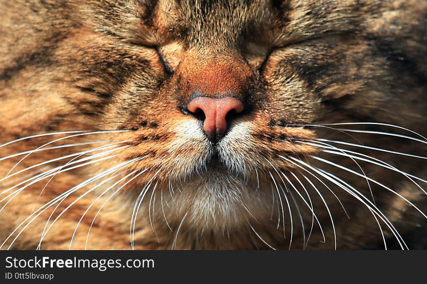 Cat nose, mouth and mustache. Close-up of the kitty muzzle