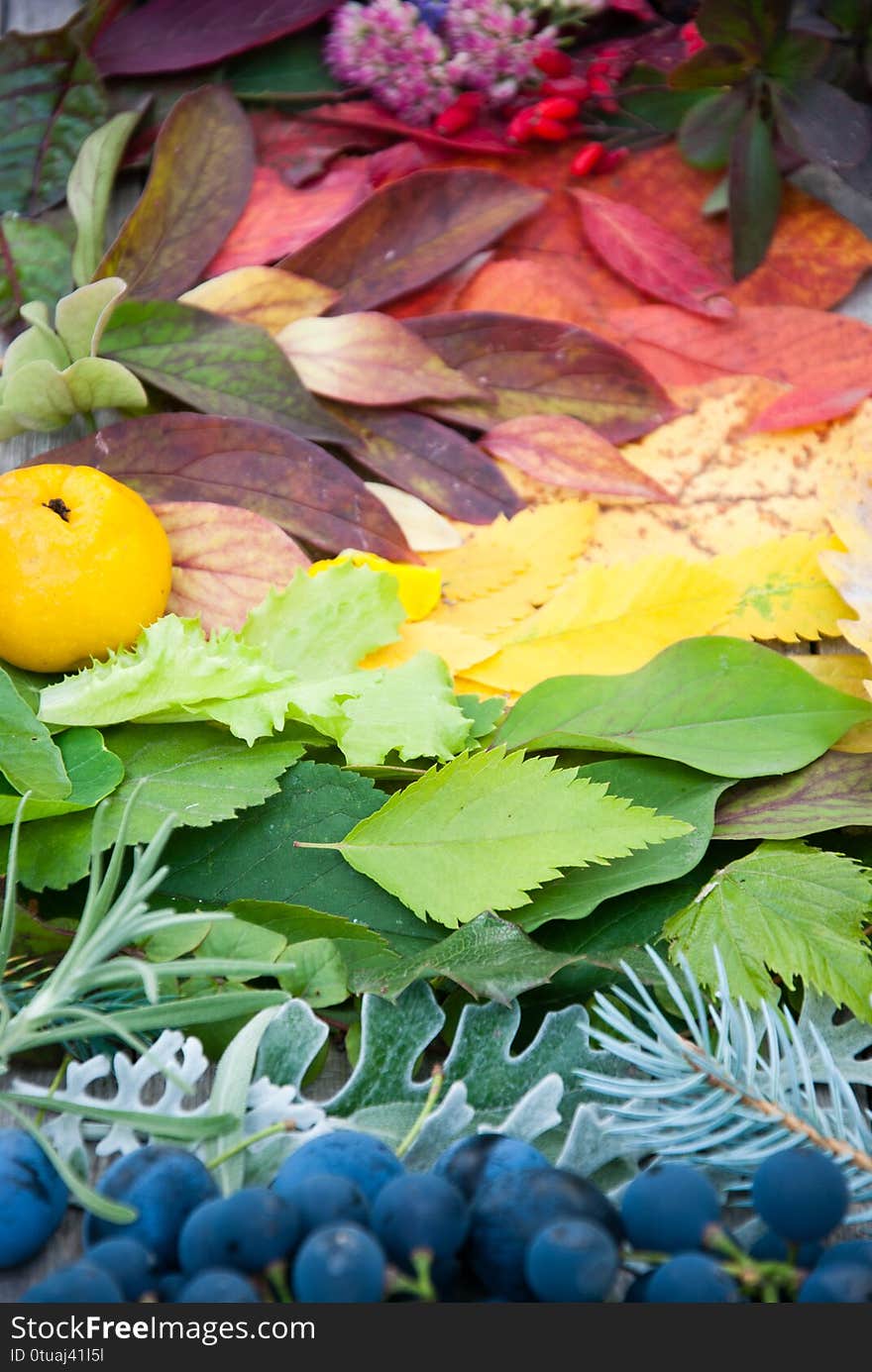 Variety of Autumn Colors Fallen Leaves and berries