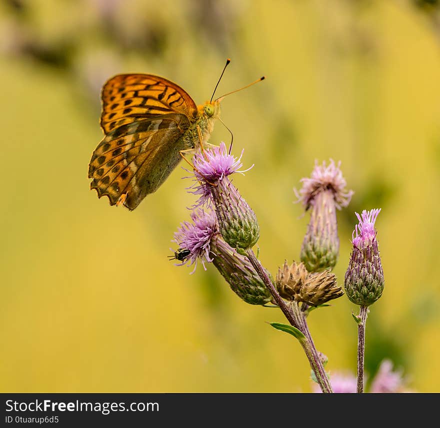 Orange brown butterfly sitting on thistle flower