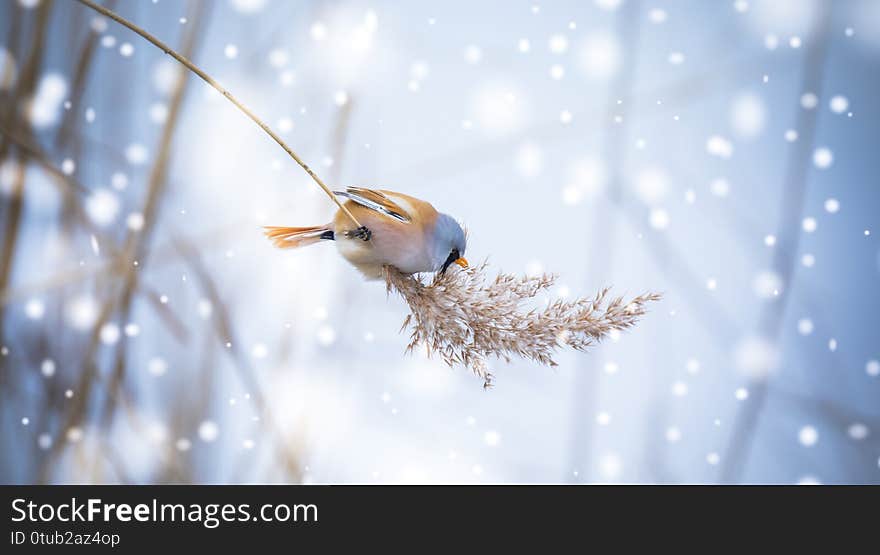 Beautiful nature scene with Bearded Parrotbill Panurus biarmicus. Wildlife shot of Bearded Parrotbill Panurus biarmicus on the grass, winter, sitting on a blade of grass. The best photo. Beautiful nature scene with Bearded Parrotbill Panurus biarmicus. Wildlife shot of Bearded Parrotbill Panurus biarmicus on the grass, winter, sitting on a blade of grass. The best photo