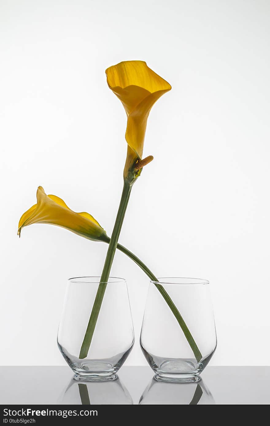 Two glasses with a yellow calla flowers on a with background with reflection. Vases of flowers on a table. High quality photo. Concept of a human couple. Two glasses with a yellow calla flowers on a with background with reflection. Vases of flowers on a table. High quality photo. Concept of a human couple