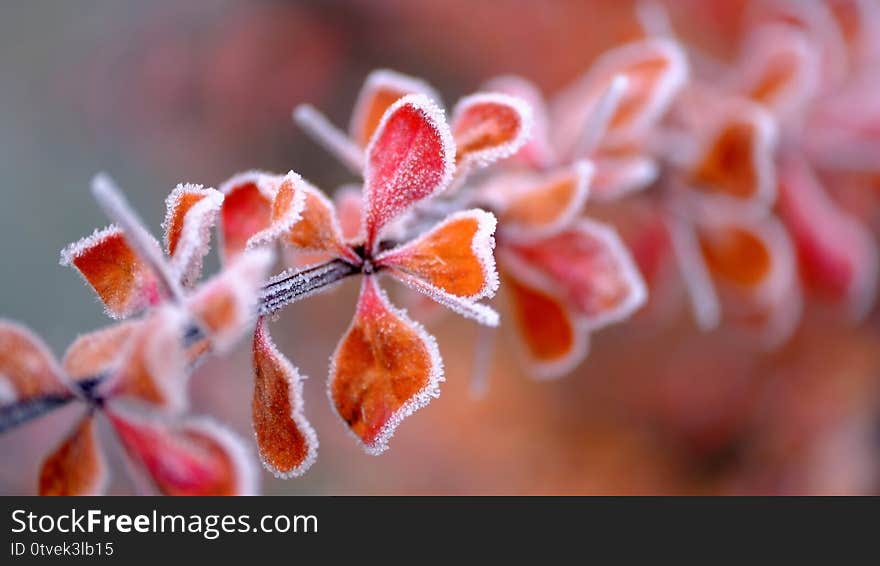 Hoarfrost on tree branches in a city park.