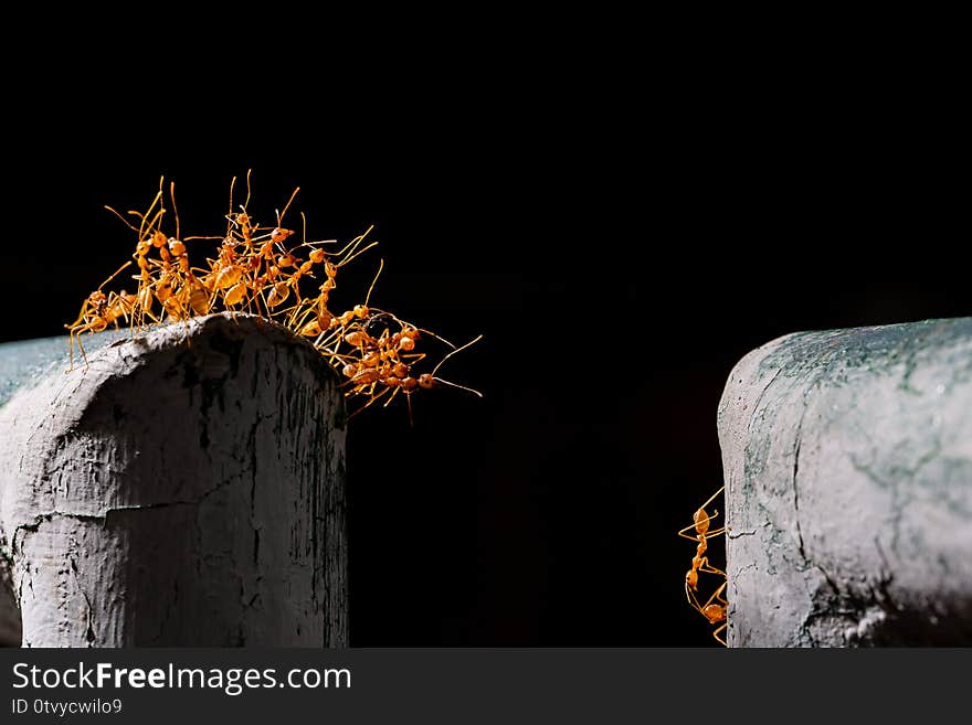 red ants bridge between fence and carry food , good teamwork