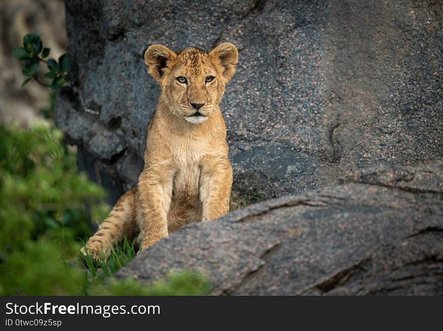 Lion cub sits on rock watching camera