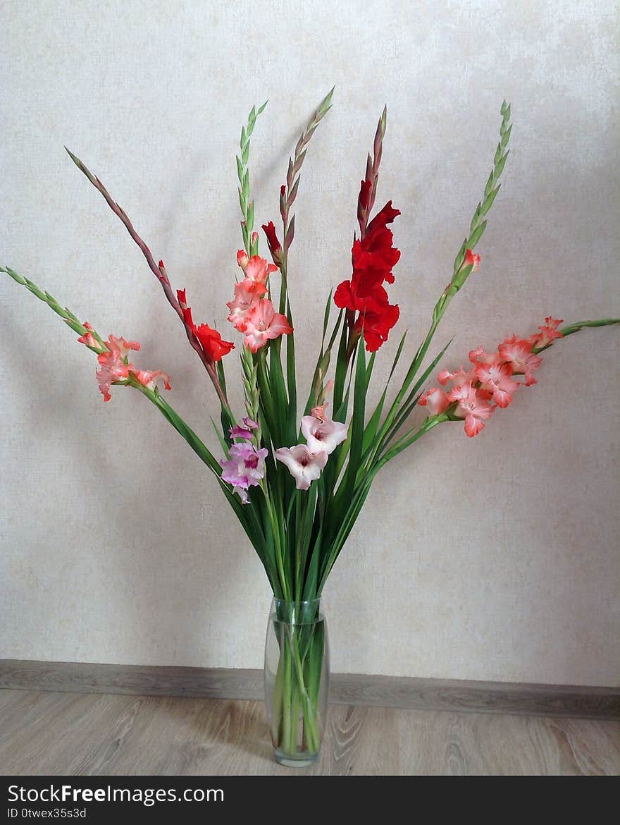 Bouquet of flowers, gladiolus of different colors