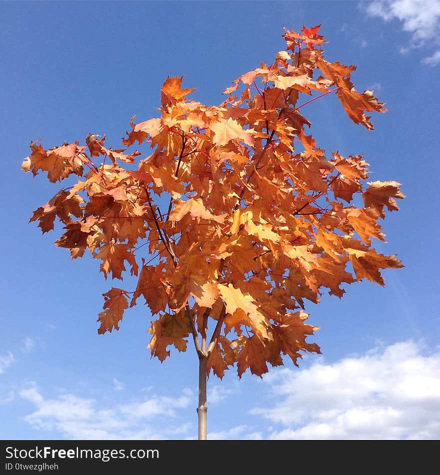 Maple with red leaves, a blue sky. Clouds in the sky in autumn and a tree. Yellow leaves.