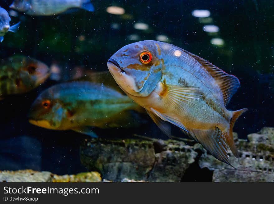 Exotic tropical fish closeup swimming underwater