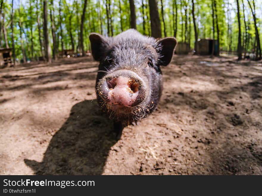 Pig animal on farm, mammal domestic nose pork, close-up portrait