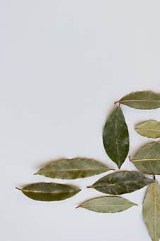 Dried Bay Leaves, Aromatic Seasoning Ingredients Royalty Free Stock Images