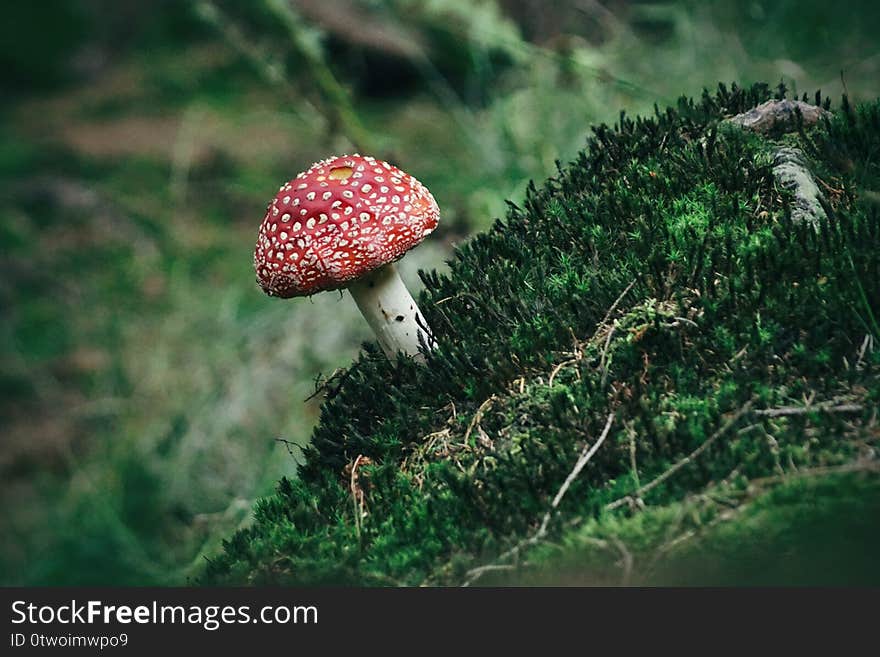 Young red toadstool mushroom in moss autumn background in forest. Young red toadstool mushroom in moss autumn background in forest