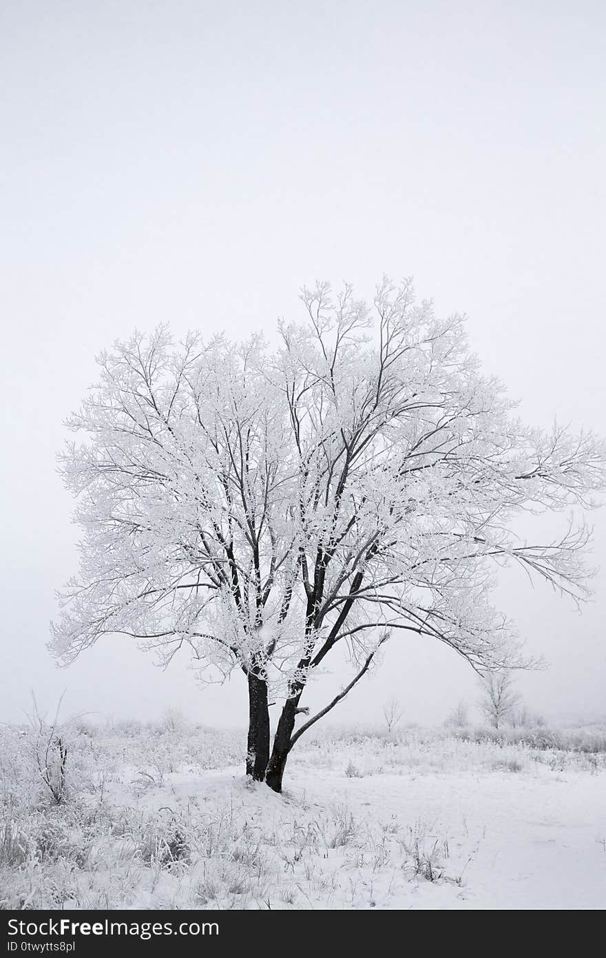 Winter landscape. a tree in the snow and a white field. Winter landscape. a tree in the snow and a white field