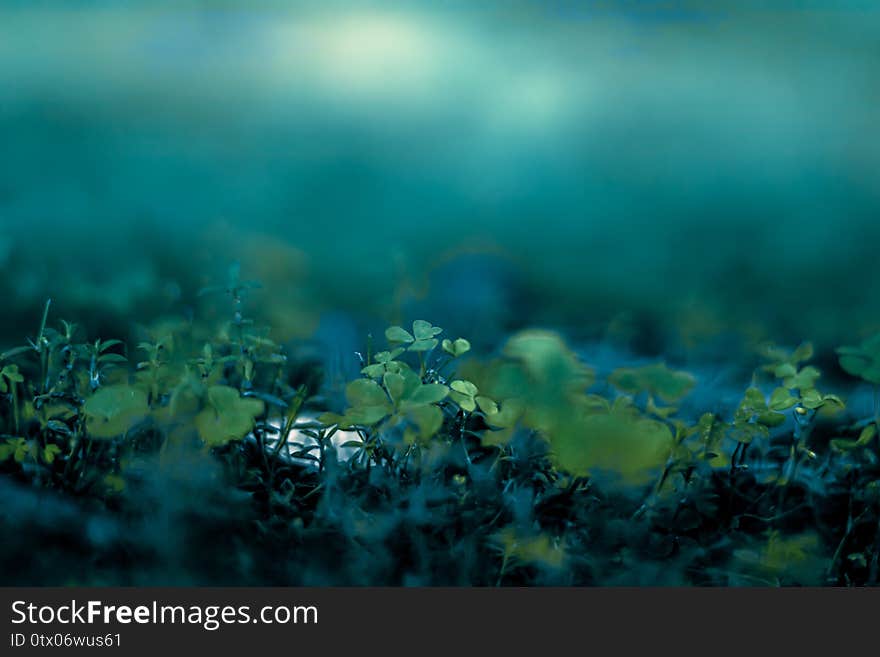 Photograph of lawn cover plants after rain outdoors with depth of field. Photograph of lawn cover plants after rain outdoors with depth of field.