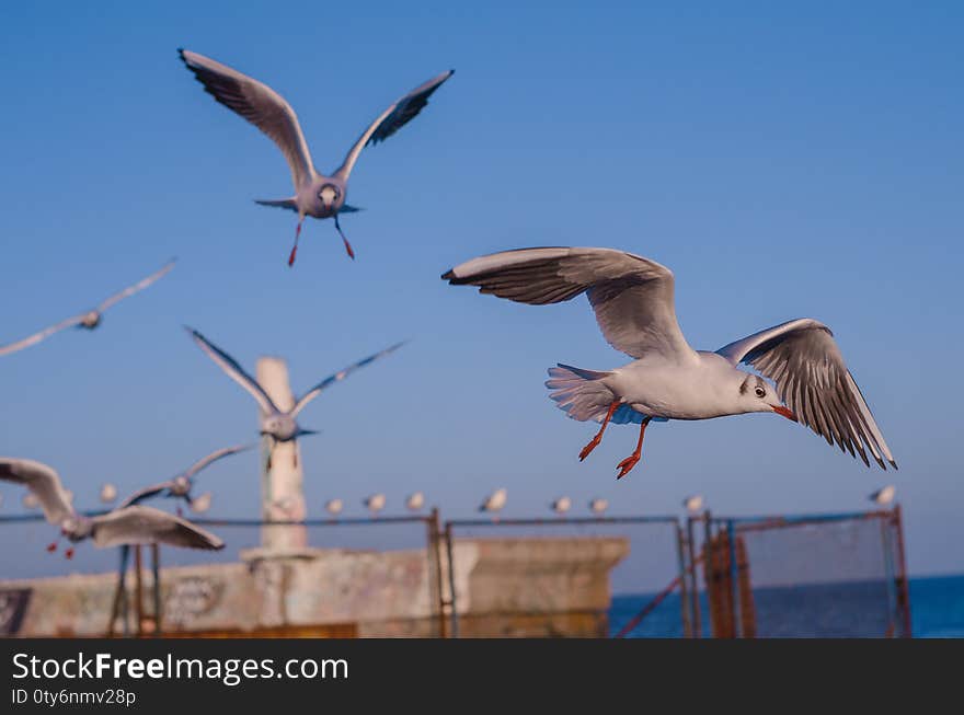 Gulls are typically medium to large birds, usually grey or white. White seagull soaring in the blue sky. Gulls are typically medium to large birds, usually grey or white. White seagull soaring in the blue sky