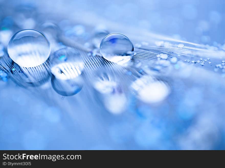 Beautiful water drops on the feather. Macro. Beautiful soft light blue and violet background. Selective focus