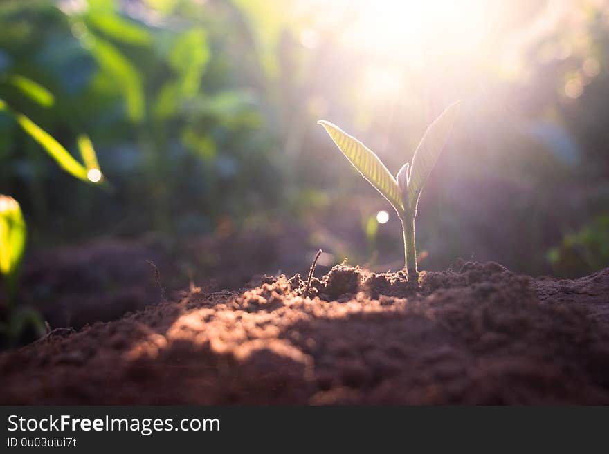 Growing plant,Young plant in the morning light on ground background