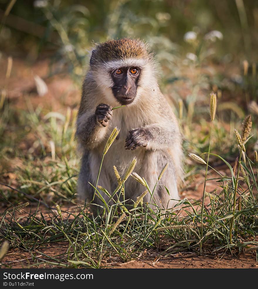 Vervet monkey in Samburu Game Preserve, Kenya; Specie Chlorocebus pygerythrus family of Cercopithecidae, in 
Africa