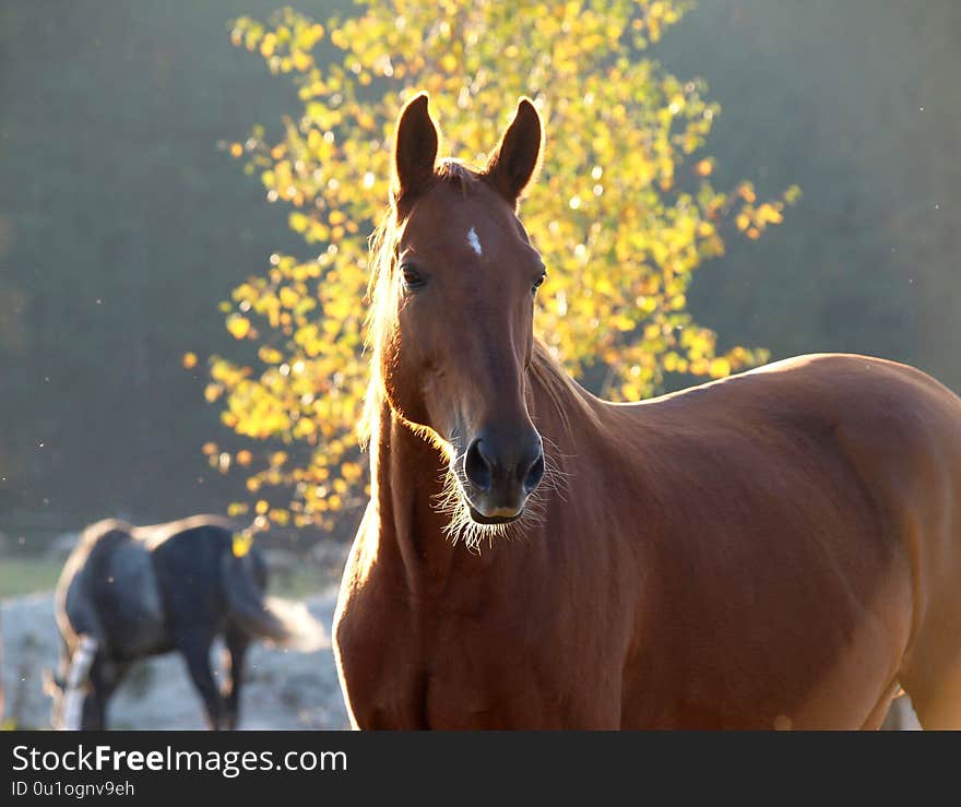 Portrait of a red horse against the background of autumn foliage lit by the sun
