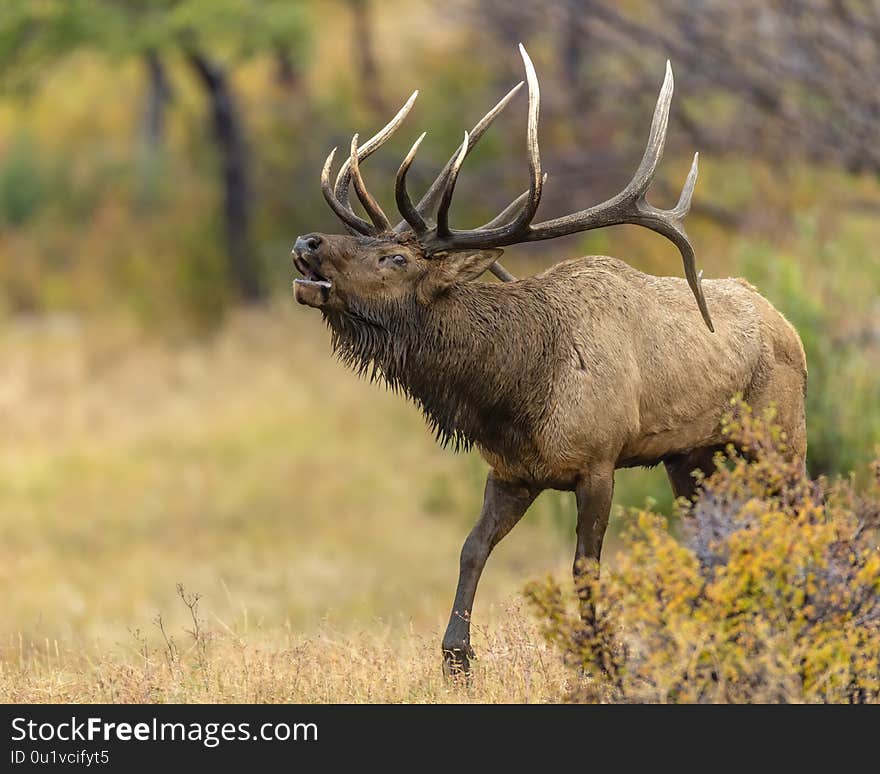 Bull Elk in the Rocky Mountains prepare for battle