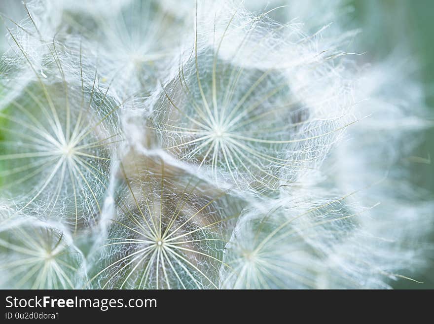 Head of seeds of the Tragopogon plant - shallow depth of field. Head of seeds of the Tragopogon plant - shallow depth of field