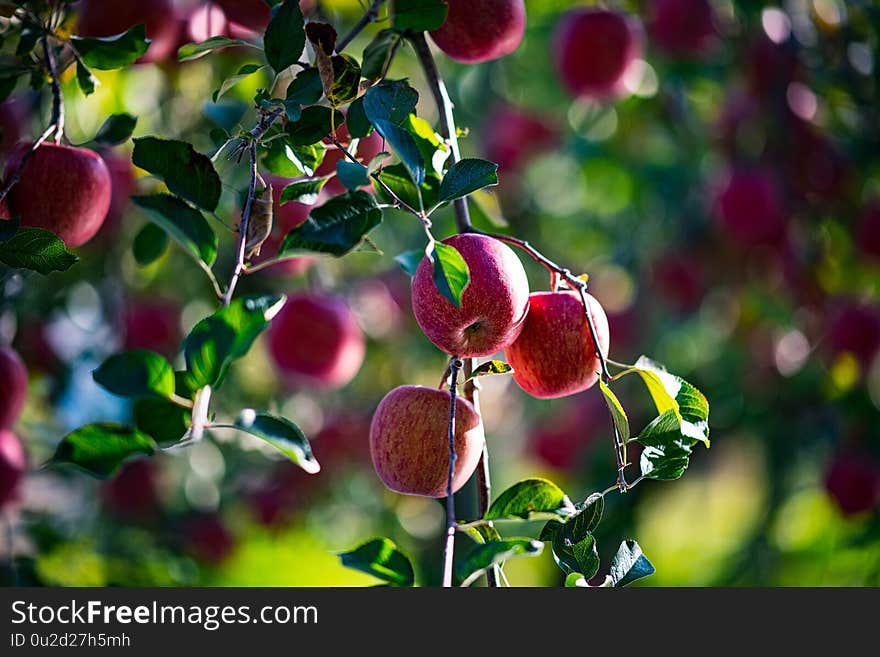 Ripe apples in orchard