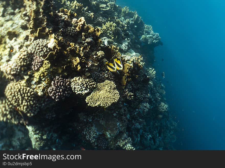 Heniochus intermedius underwater in the ocean of egypt, underwater in the ocean of egypt, Heniochus intermedius underwater photograph underwater photograph