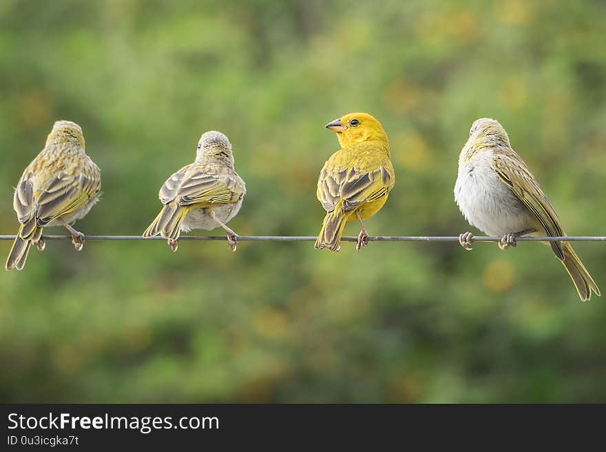 Four little colorfull birds on a cable, singing with harmony. Four little colorfull birds on a cable, singing with harmony.