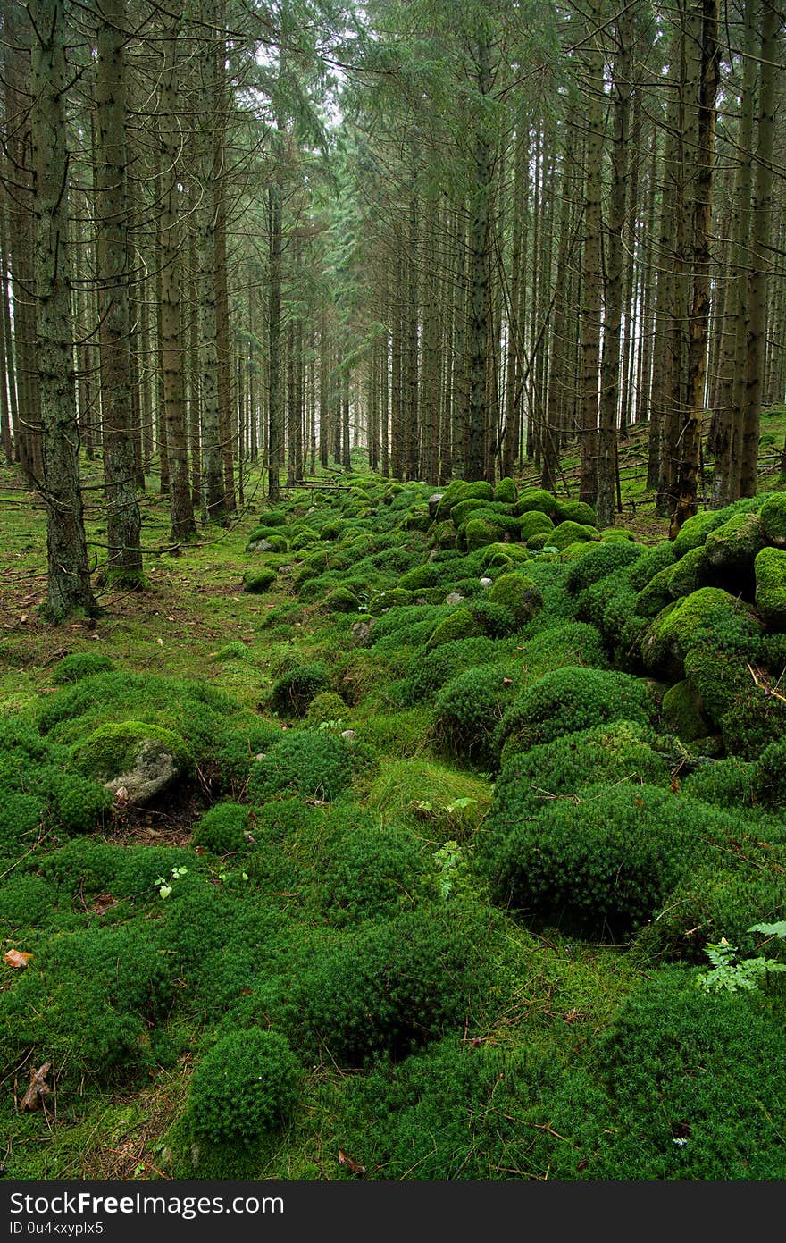 An old stone wall completely covered with moss. An old stone wall completely covered with moss.