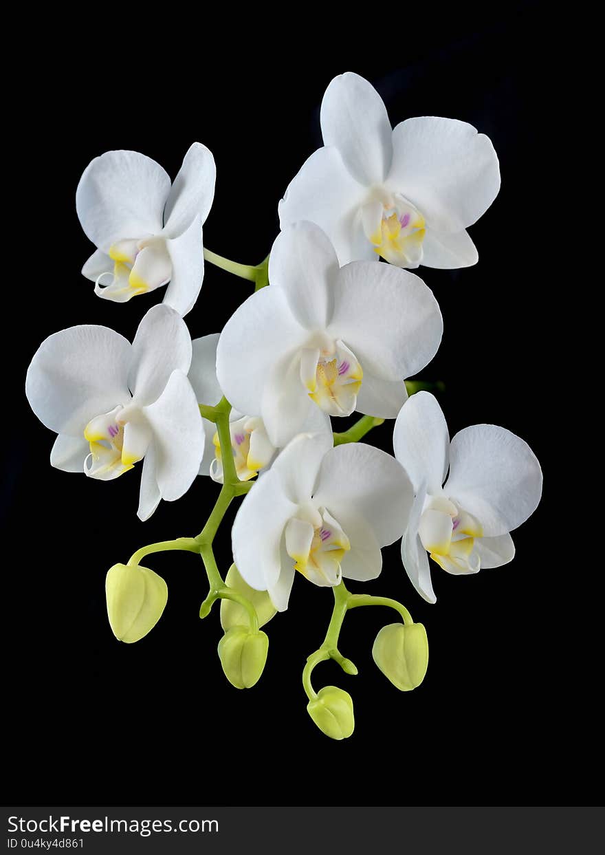 Blooming phalaenopsis orchid is white with dense leaves in a pot.