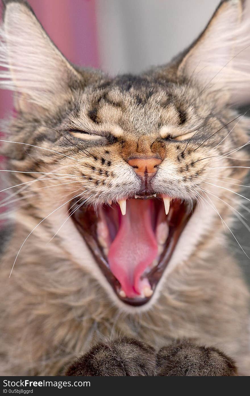 Cute tabby fluffy cat widely opens his mouth with a mad expression. Showing the teeth and pink tongue, eyes closed, mews or yawns. Indoors, copy space, close up, selective focus