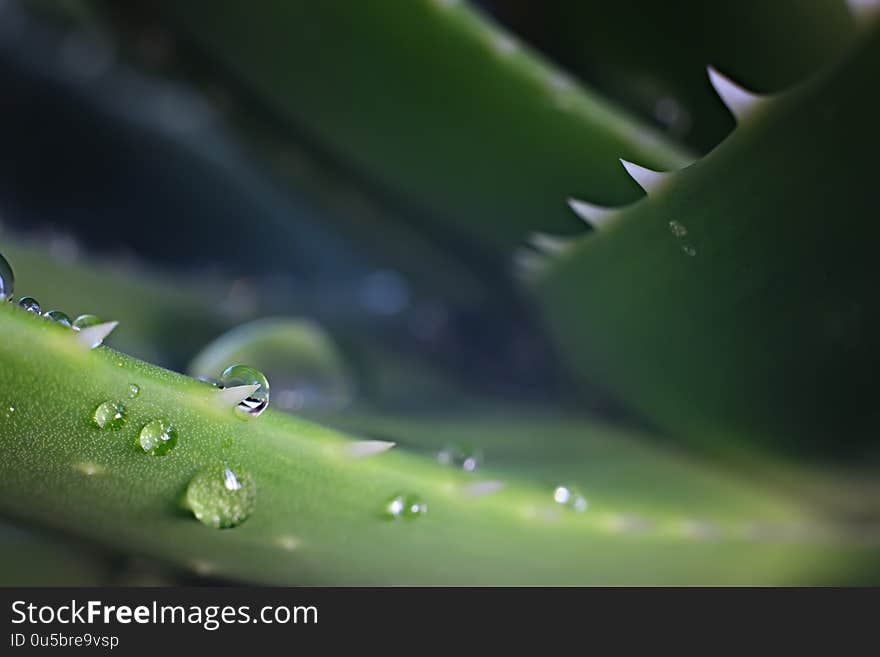 Aloe vera leaves with water drops. Macro photo. Close view.