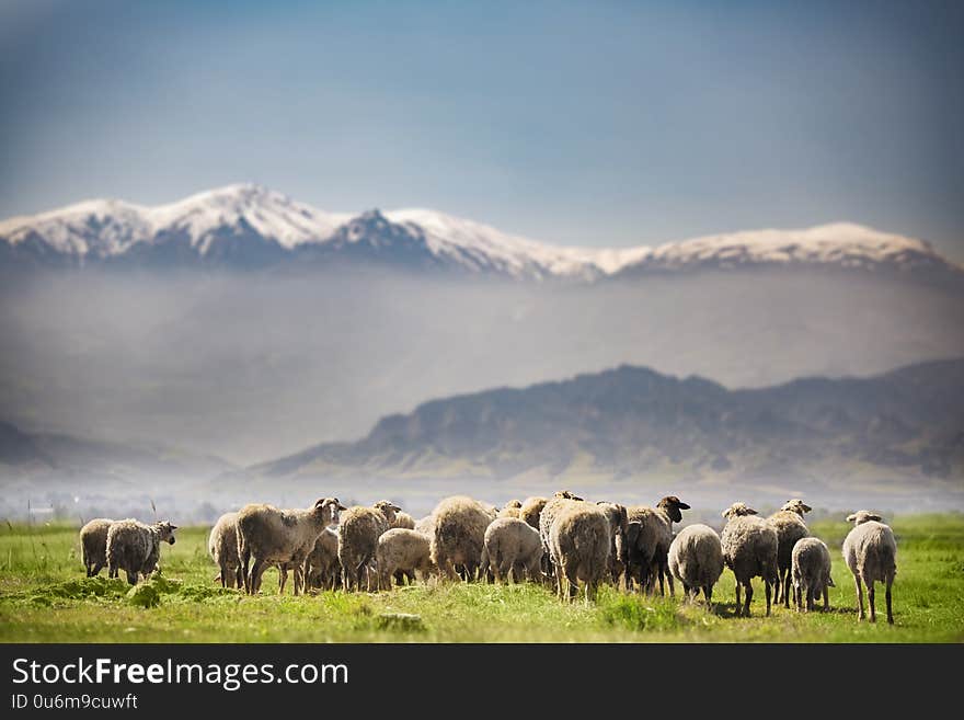 Sheep herd feeding in the meadow in spring season with a snowy mountain on the background.