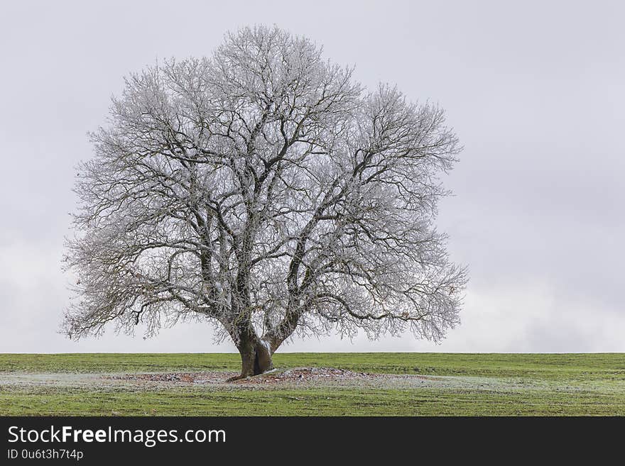 Frozen tree on green field.Nature