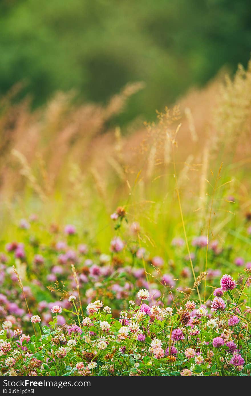 White and pink Flowering clover Trifolium pratense. selective focus macro shot with shallow DOF. Copyspace for your text.