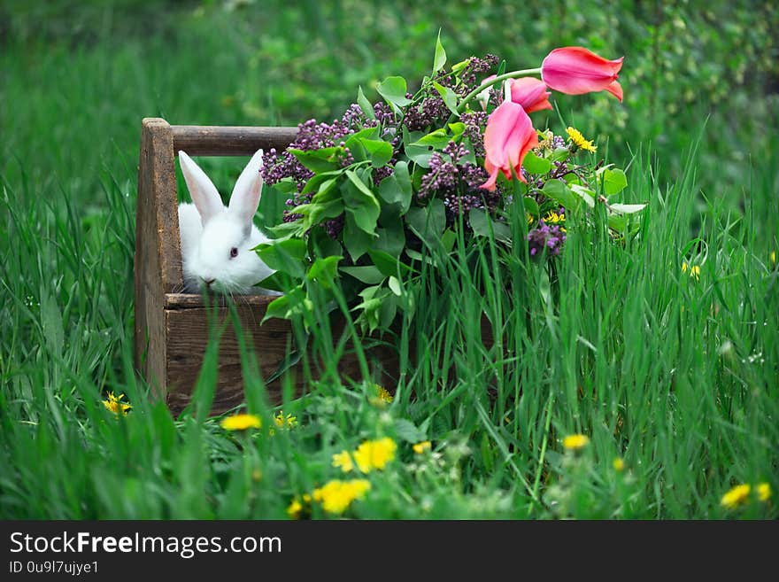 Beautiful little white rabbit in the grass