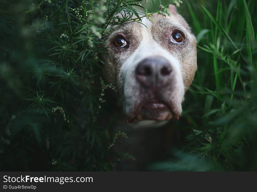 American Staffordshire Terrier Sitting On Ground Surrounded By Plants