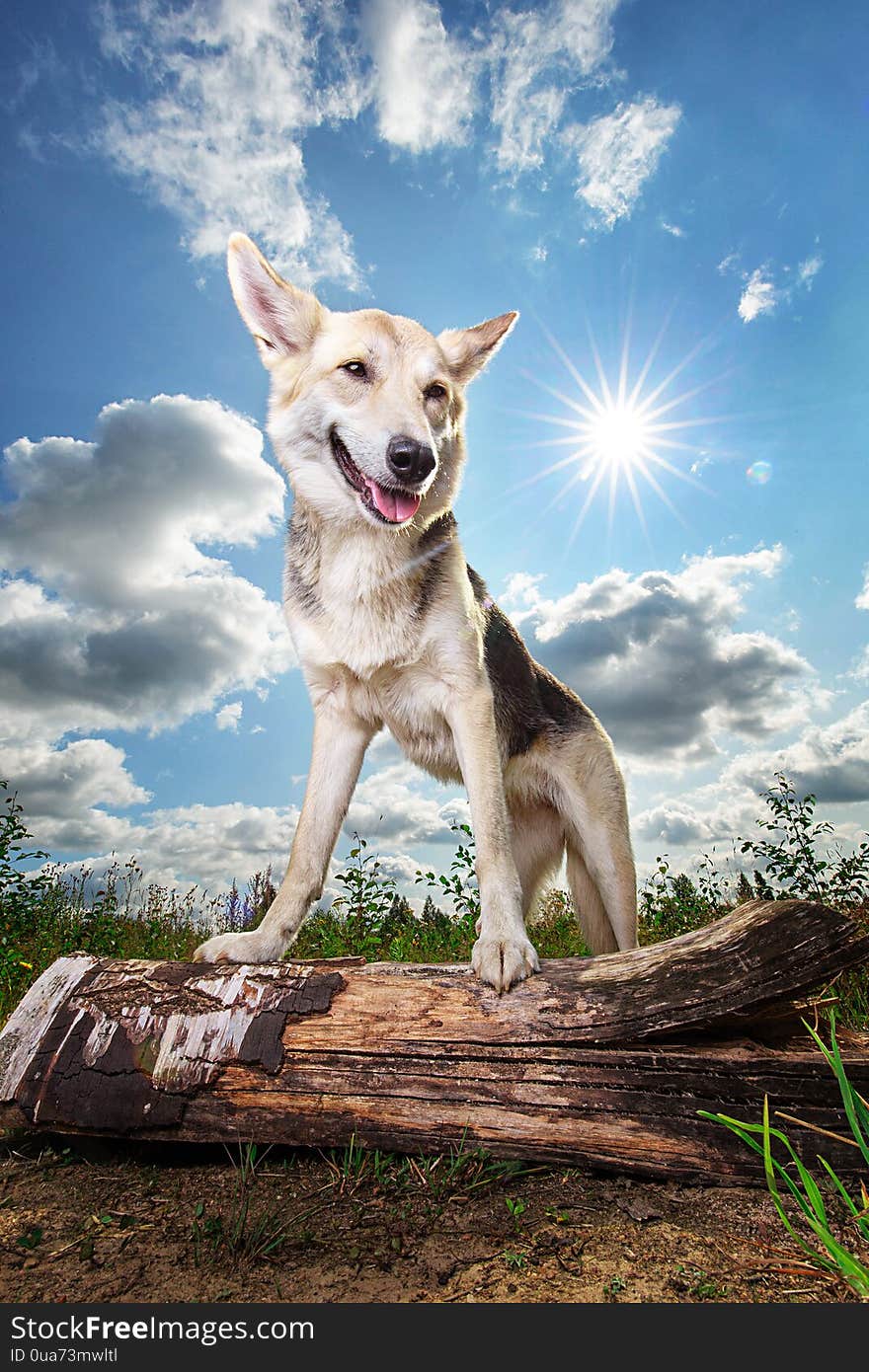 Calm Mongrel Dog Standing On Log At Nature